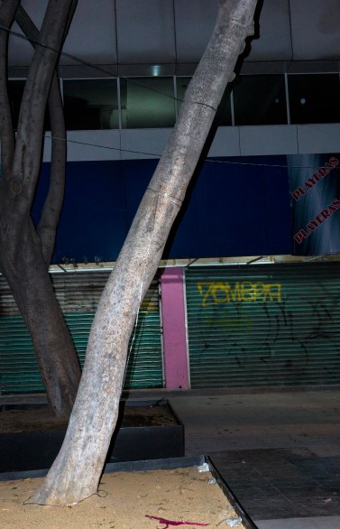 Mexico City two trees at night-4590 VC