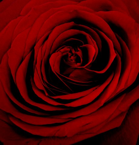 Rose 2018 (1) Upsample 18x18 approx copy